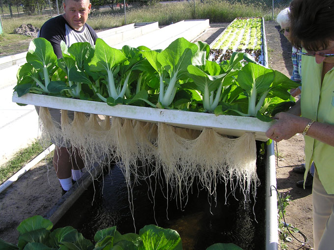 Aquaponic System with Fish Tank